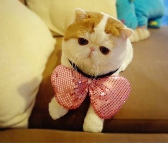 Fashionable Looks Worn By Snoopy The Cat